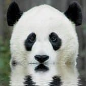 Pandaranol dans l'eau